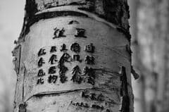 Haiku